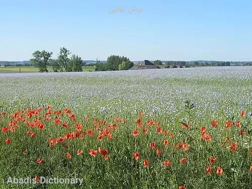 برش نهایی